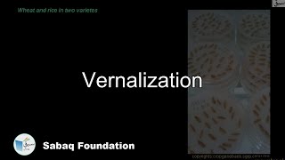 Vernalization Biology Lecture  Sabaqpk [upl. by Nyrem151]