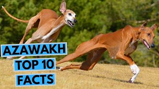 Azawakh  TOP 10 Interesting Facts [upl. by Trahurn]