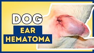 Ear Hematoma In Dogs Aural Hematoma [upl. by Ymme]