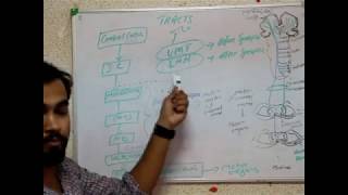 NEUROANATOMY pyramidal and extrapyramidal system [upl. by Eenwat]