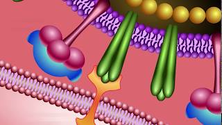 Neuraminidase Inhibitors Mechanism of Action [upl. by Birmingham]