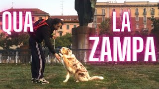 come INSEGNARE al CANE a DARE la ZAMPAo il CINQUE [upl. by Cyler]