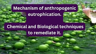 Mechanism of anthropogenic eutrophication  Chemical and Biological techniques to remediate it [upl. by Ettedranreb971]