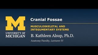 Skeletal System Skull  Cranial Fossae [upl. by Nodnal]