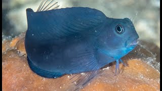 Facts The Blenny [upl. by Zoeller496]