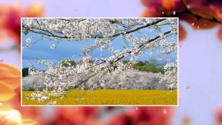 Japanese Cherry Blossom created by Video Memories 40 [upl. by Witherspoon]