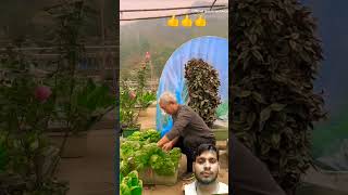 4K  plastic in vegetable trees plant viral video [upl. by Rehprotsirhc]