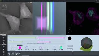 Cell thickness monitoring during mitosis [upl. by Yc]