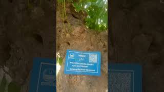 sukahchain  sukhchain tree  shady tree of punjab  Brilliant House Plant [upl. by Zonnya]