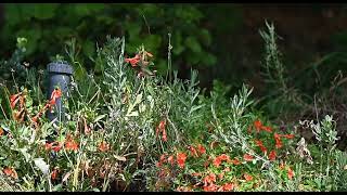 slow motion of a juvenile broadtail hummingbird [upl. by Neliak]