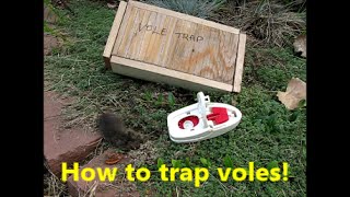 How to trap voles [upl. by Callery]