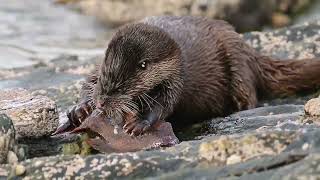 Otter tucking into a Lumpsucker fish on the Isle of Bute 😍🦦💚 [upl. by Leasa]