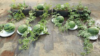 Surprise with the method of Growing watermelon on the terrace with tires [upl. by Petrick426]