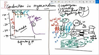 Conduction system of the Heart cardiac events [upl. by Tenaej817]