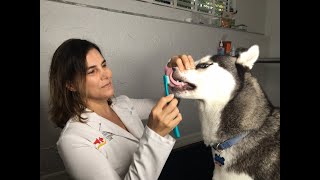 How to brush a dogs teeth [upl. by Nylrehc]