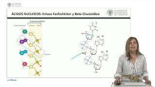 Ácidos nucleicos componentes  4460  UPV [upl. by Paehpos]