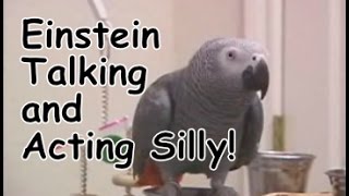 Einstein the Parrot talking and acting silly [upl. by Nomzzaj]