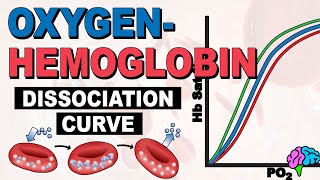 The Oxygen Hemoglobin Dissociation Curve EXPLAINED [upl. by Ahtinak]