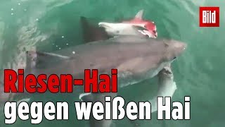 Haie kämpfen um erlegten Delfin [upl. by Ecyac]