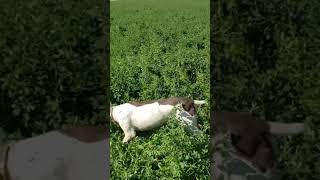 Pheasant Hunting Imperial Valley [upl. by Yhtac]