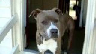 American Staffordshire Terrier 10 mths 100 Quality [upl. by Falkner]