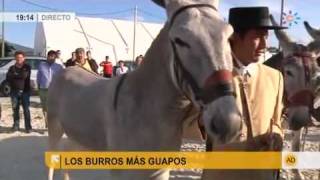 Los burros más guapos [upl. by Ettena450]