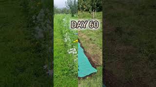 Quickest easiest way to grow a Wildflower border shorts wildflowers gardening allotment [upl. by Aihset869]