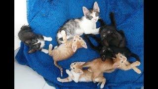 Resgate de 7 filhotes de gatos abandonados em terreno para doação [upl. by Enaitsirhc]