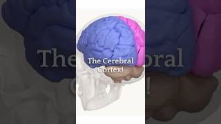 The Cerebral Cortex shorts science brainscience neuroscience anatomy [upl. by Nalad]