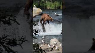 Fishing for Salmon at Brook Falls Alaska in Katmai National Park [upl. by Haeckel]