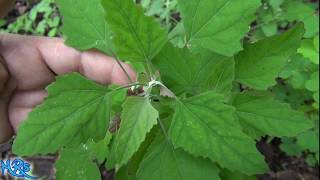 ⟹ lambs quarters  Chenopodium album  Wild plants in your garden [upl. by Ecitnirp385]