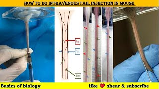 How to do intravenous tail injection in mice [upl. by Eissert325]