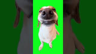 the dog smiles looks intently waits greenscreen greenscreenvideo dags [upl. by Nodnart]