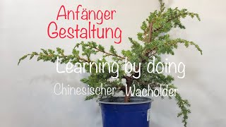 Chinesischer Wacholder Juniperus Gedanken eines Anfängers Bonsai oder Kleinholz 202405 [upl. by Varin]