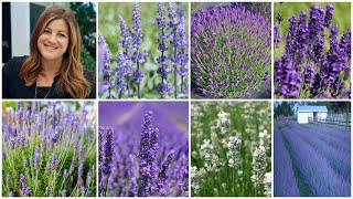 Top 7 Most Popular Varieties of Lavender  Lavender Basics 💜🌿💜  Garden Answer [upl. by Tanaka]