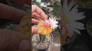 Astrophytum Asterius Seeds Pod not ready to harvest [upl. by Esli930]