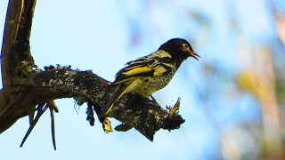 Regent Honeyeater video from Highfields Falls [upl. by Jessamine]