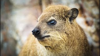 Hyraxes as Pets Exploring the 10 Pros and Cons🐾🐾🐾 [upl. by Thgirw]