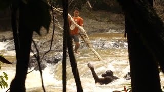 Amazing Moment Orangutan Is Rescued From River [upl. by Yema]