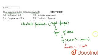 Claviceps purpurea grows as parasite [upl. by Conn387]