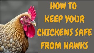 How To Keep Your Chickens Safe From Hawks [upl. by Matty]