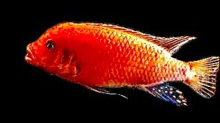 Mbuna Red Zebra Cichlid Breeding And Care guide [upl. by Hoopes]