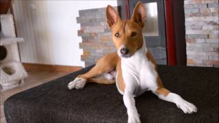 Deep conversation with a basenji [upl. by Ardnuek]