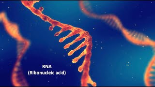 RNA Ribonucleic acid [upl. by Ierbua]