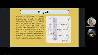 Proceso de transcripción en procariotas [upl. by Einnig]