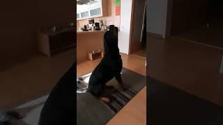 135 POUNDS German Rottweiler Howling Sound 🎤 rottweiler shorts dog [upl. by Edyaj269]