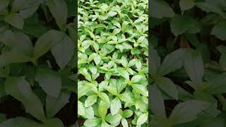 Wedelia plants shortvideo [upl. by Nolyarg]