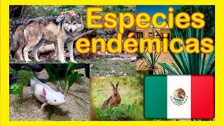 Especies endémicas de México  plantas y animales ENDÉMICOS 📕 ✅ [upl. by Rachel]