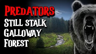 Predators Still Stalk Galloway Forest  UK OUTDOOR STORY [upl. by Caresse957]