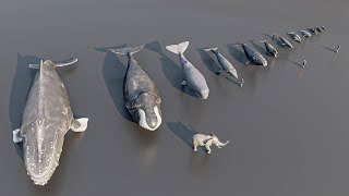 Size Comparison  whale and dolphin  3D Animation [upl. by Canty]